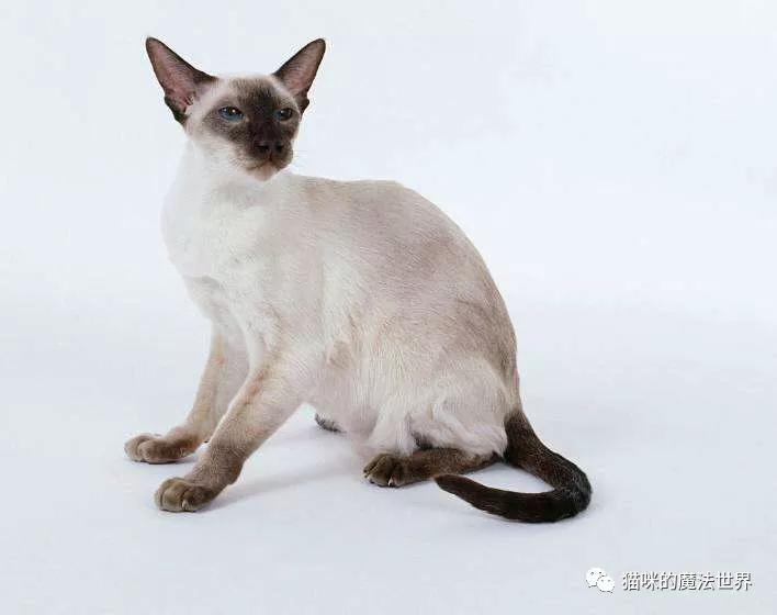 猫咪品种大盘点3：暹罗猫