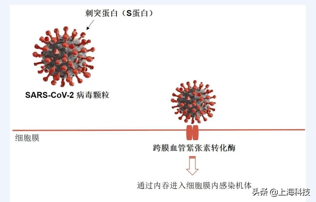 防疫新型冠状病毒的知识,防疫科普知识宣传