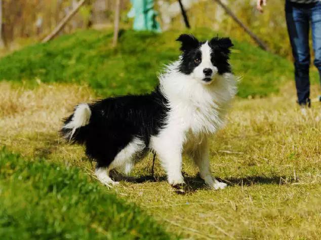 45种狗狗,45种狗狗很难得一见你认识几种