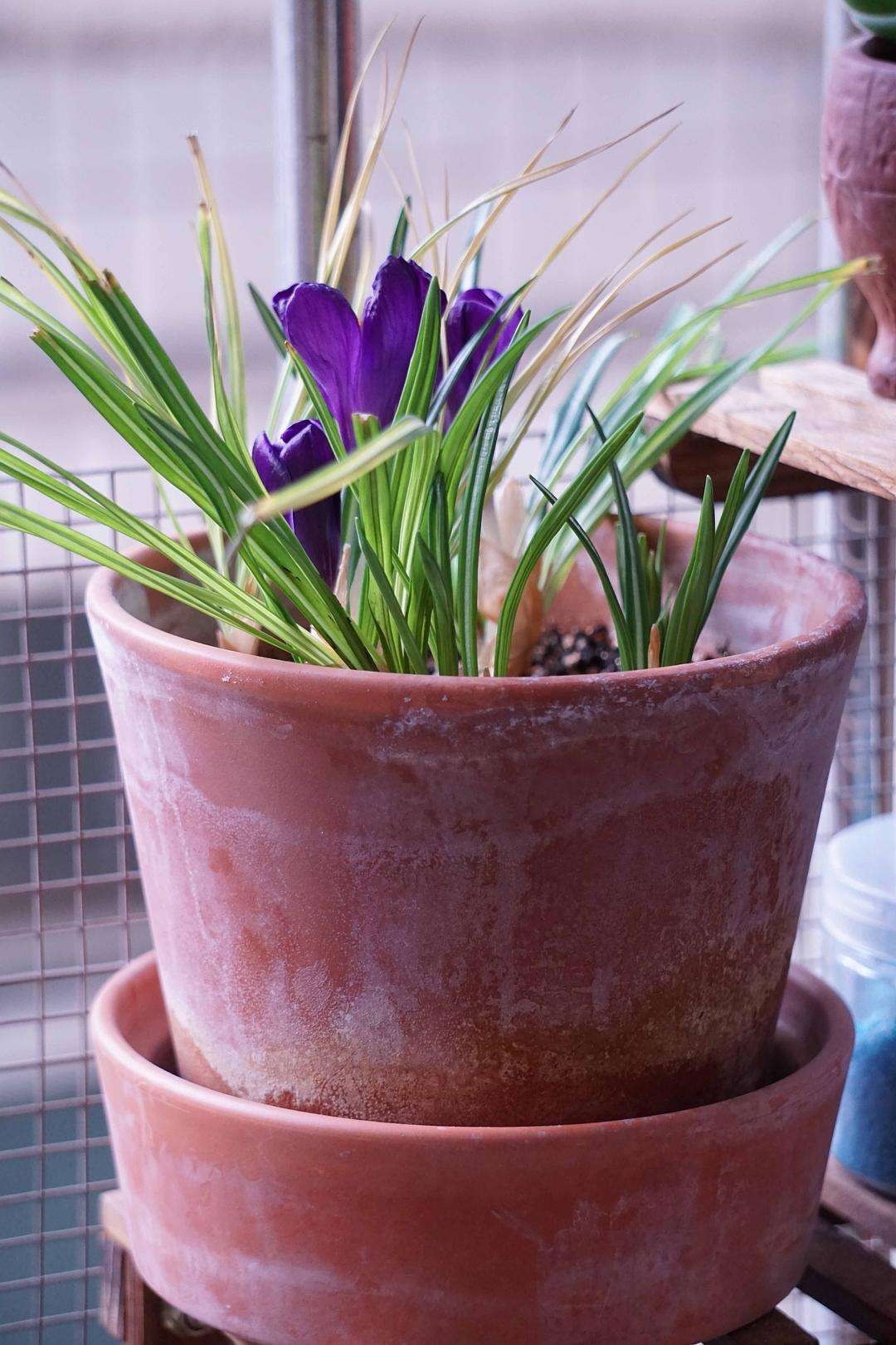 番红花适合养什么花,番红花怎么才能多开花