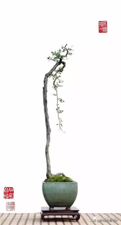 素仁格与文人树，你怎么看？