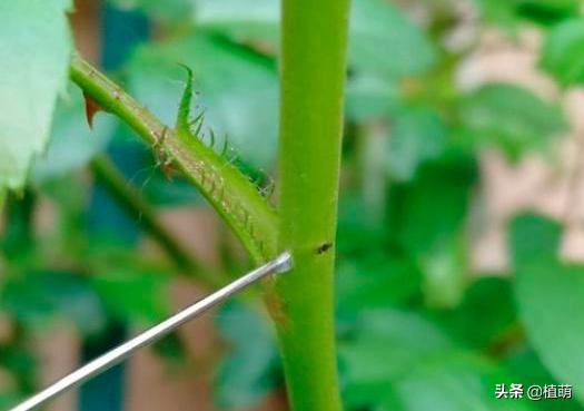 对付月季茎蜂，用钢针扎，多扎几次，掌握了技巧一扎一个准
