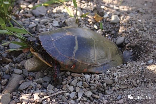 东部锦龟智商排名,红腹东部锦龟