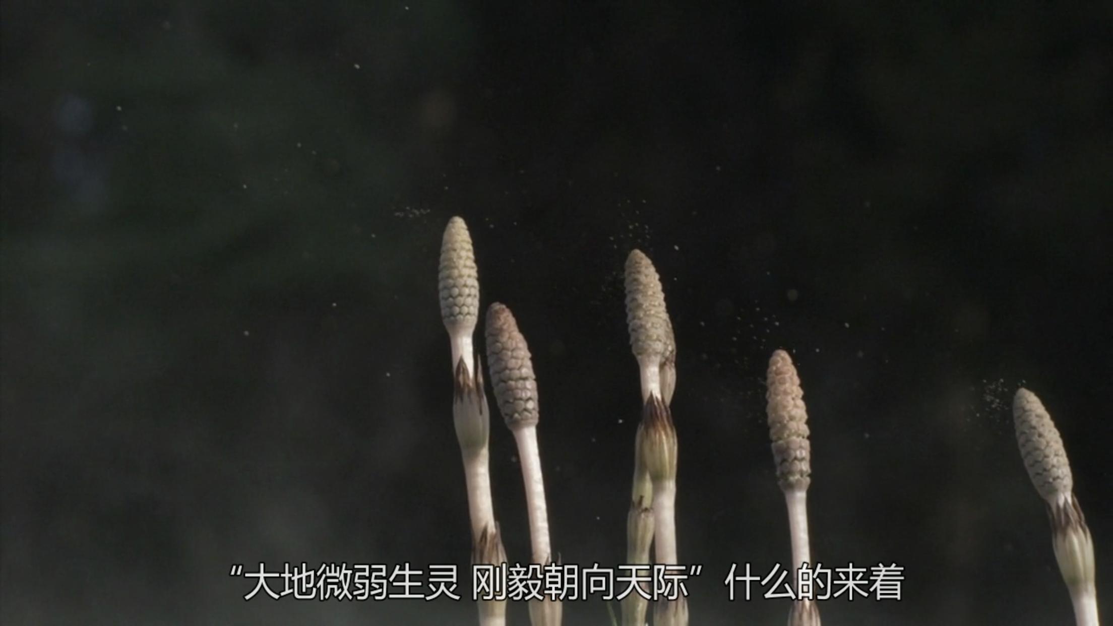 日本清新小森林,小森林的春夏秋冬舌尖上的治愈系