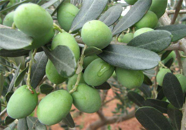 斯里兰卡种植红茶的好处,斯里兰卡适合种植什么蔬菜