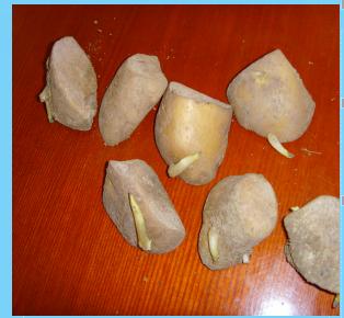 马铃薯主要栽培技术要点,马铃薯地膜覆盖高产栽培技术