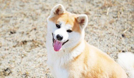 秋田市旅游,秋田一日游最佳去处