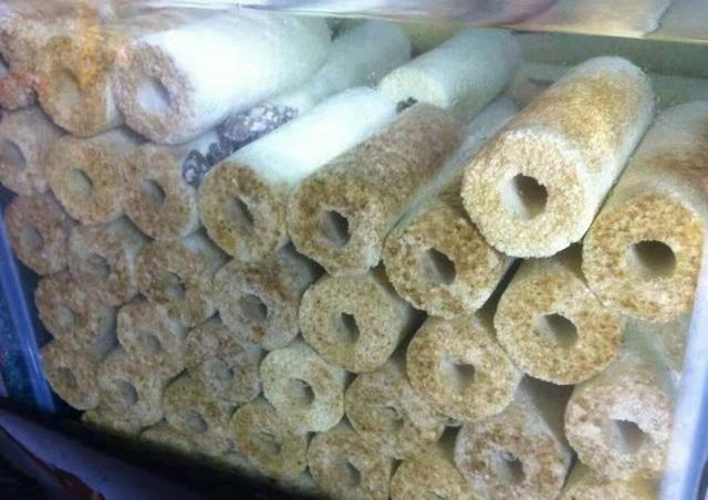 细菌屋是滴流好还是泡水里好,细菌屋是泡在水里好还是滴流好