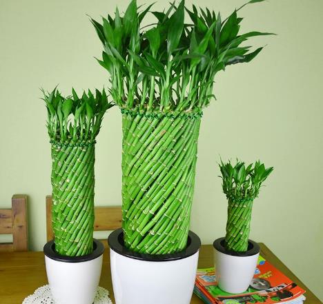 富贵竹叶片水养发黄怎么处理,富贵竹叶子发黄怎么办水养盆栽