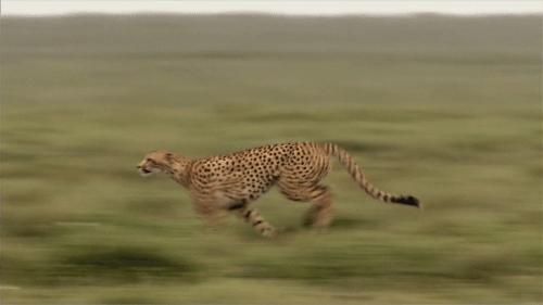 猫步怎么走八字步,猫步的基本动作图片