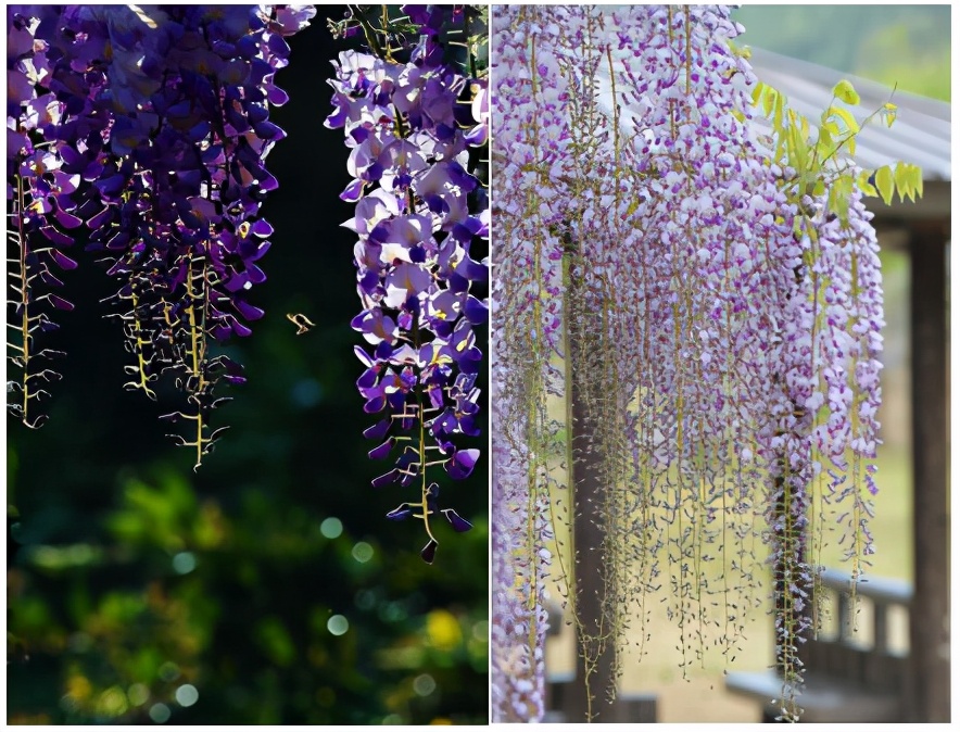长穗紫藤花的养殖方法,紫藤花日常养护知识点