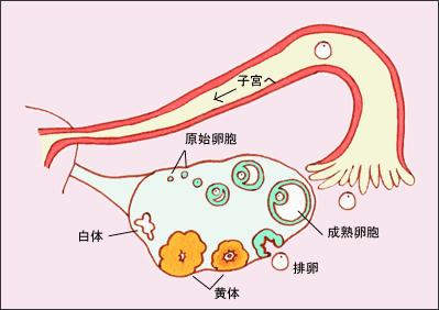 备孕检测清单详细解说视频,备孕指标详细对照表