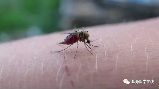 被蚊虫叮咬后需关注预防虫咬皮炎,蚊虫叮咬的皮炎是什么症状