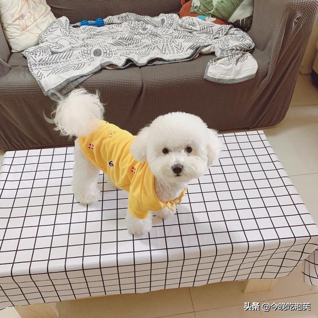 狗狗严重缺钙怎么补充最快,狗狗缺钙怎么补钙效果最好