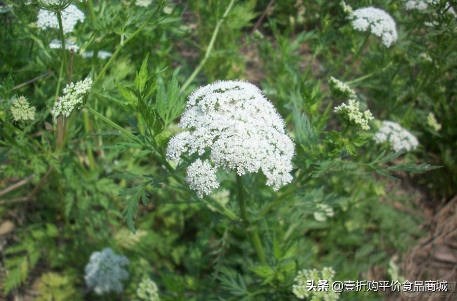 蛇床子补肾药方搭配,蛇床子温肾