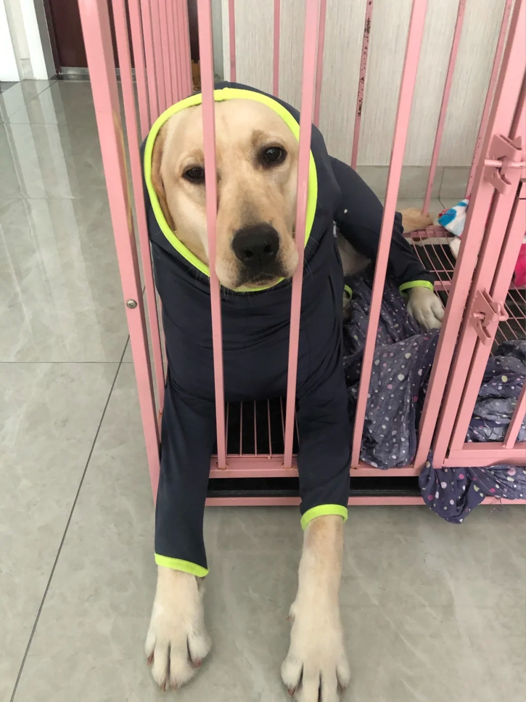 怎么养拉布拉多毛会好,怎么养拉布拉多的方法大全