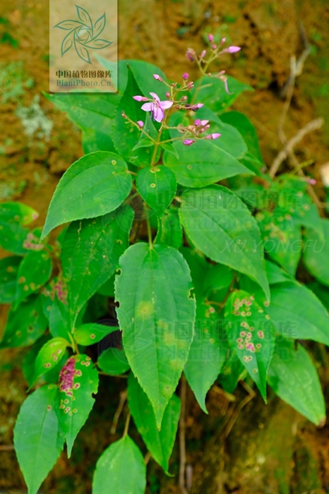 活络效灵丹治疗风湿性关节炎,小葫芦丹能治疗类风湿性关节炎吗