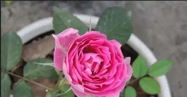 每天学习一点点——100种玫瑰品种科普