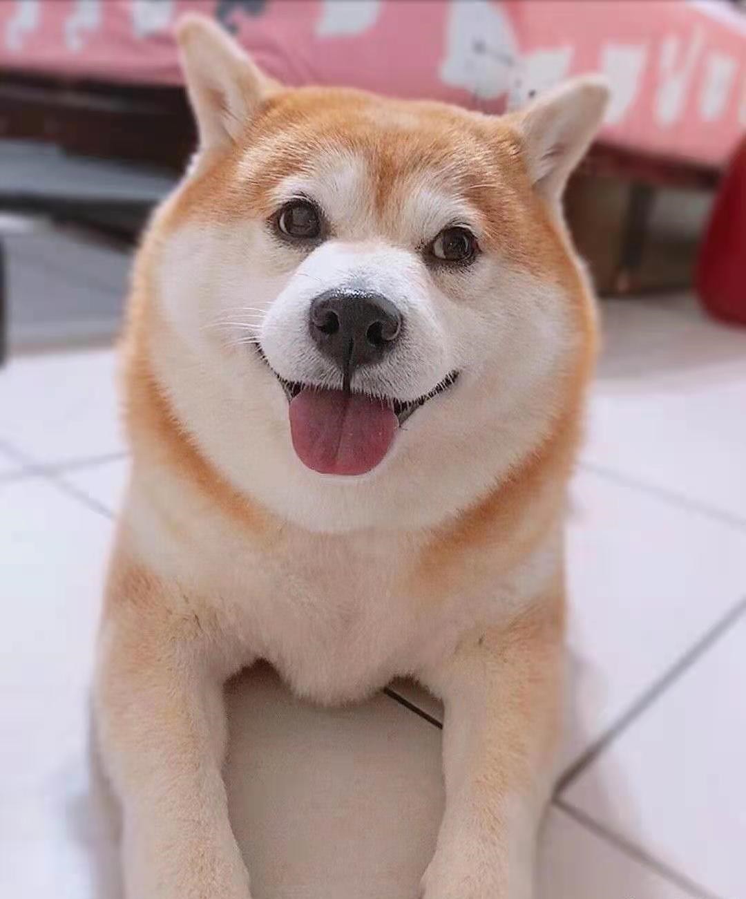 柴犬价格纯种柴犬多少钱一只,一线城市宠物店柴犬价格