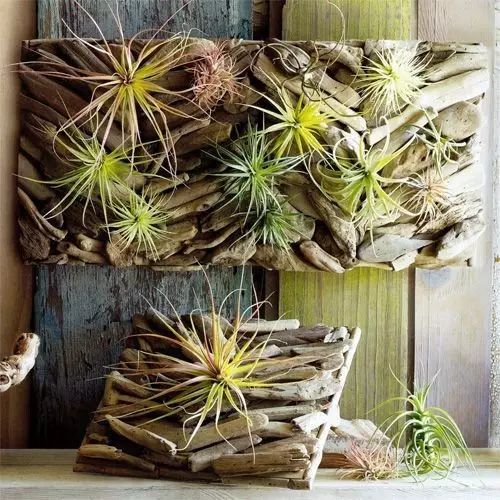 置爱｜植物1.0是种在盆儿里的，植物2.0都趴在墙上的