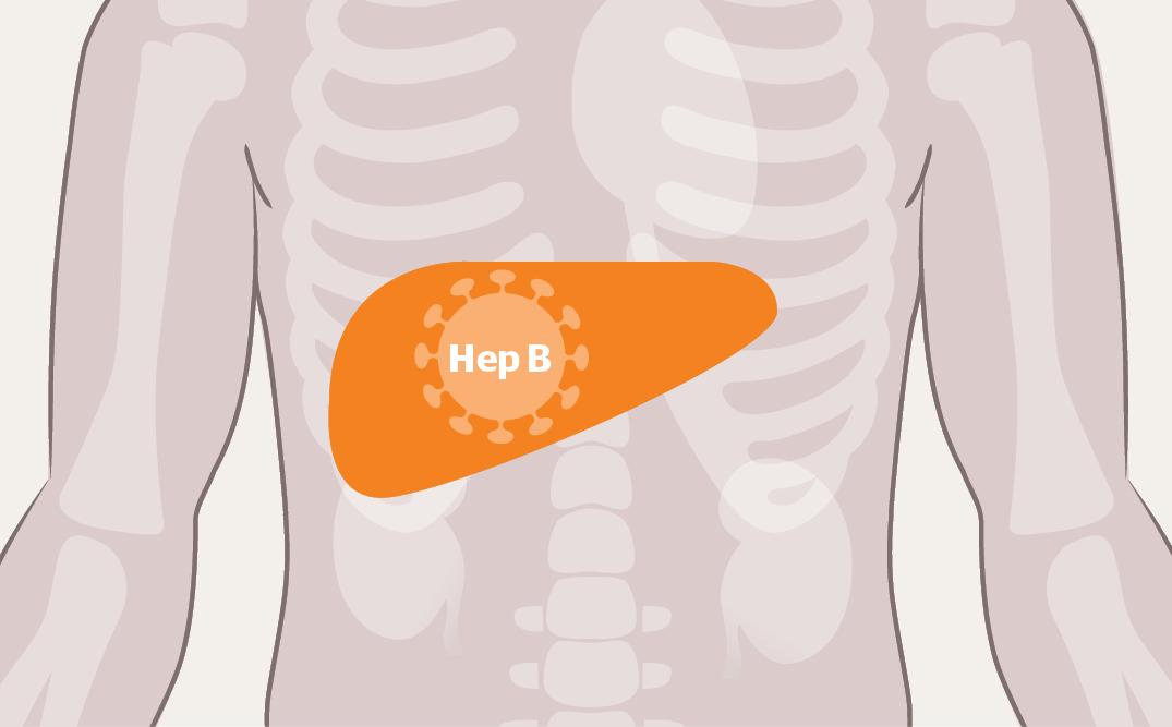 乙肝病毒表面抗体hbsag和hbsab,hbsag和hbsab