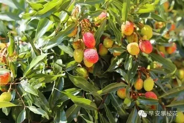 收藏！吐血整理《2019攀枝花大全》，看完秒变“地道”攀枝花人~