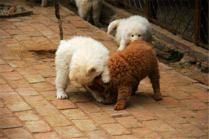 狗狗生理期公狗怎么知道,狗狗生理期又没有公狗怎么办