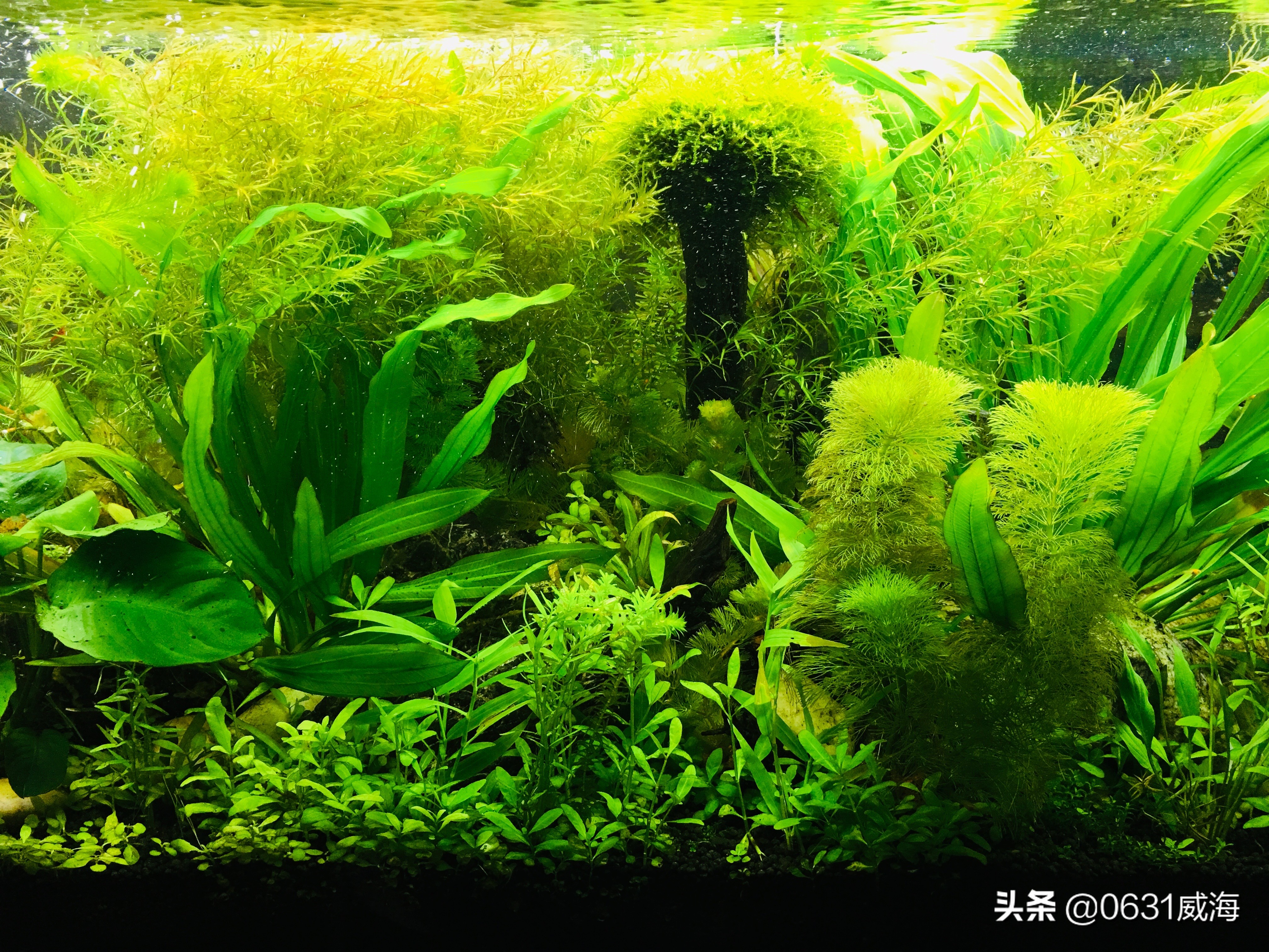 生态缸水底铺什么水草不烂根好养,水草一开始很好后来开始溶叶烂根