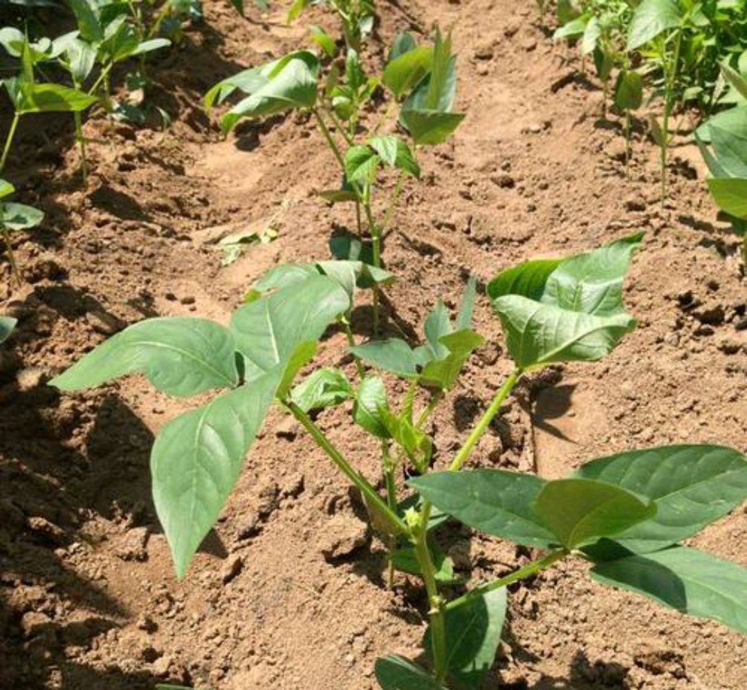 豇豆煤霉病有哪些症状,啶酰菌胺能治豇豆的煤霉病吗