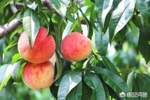 小孩偷邻居家的果树中毒,果园偷吃桃子中毒