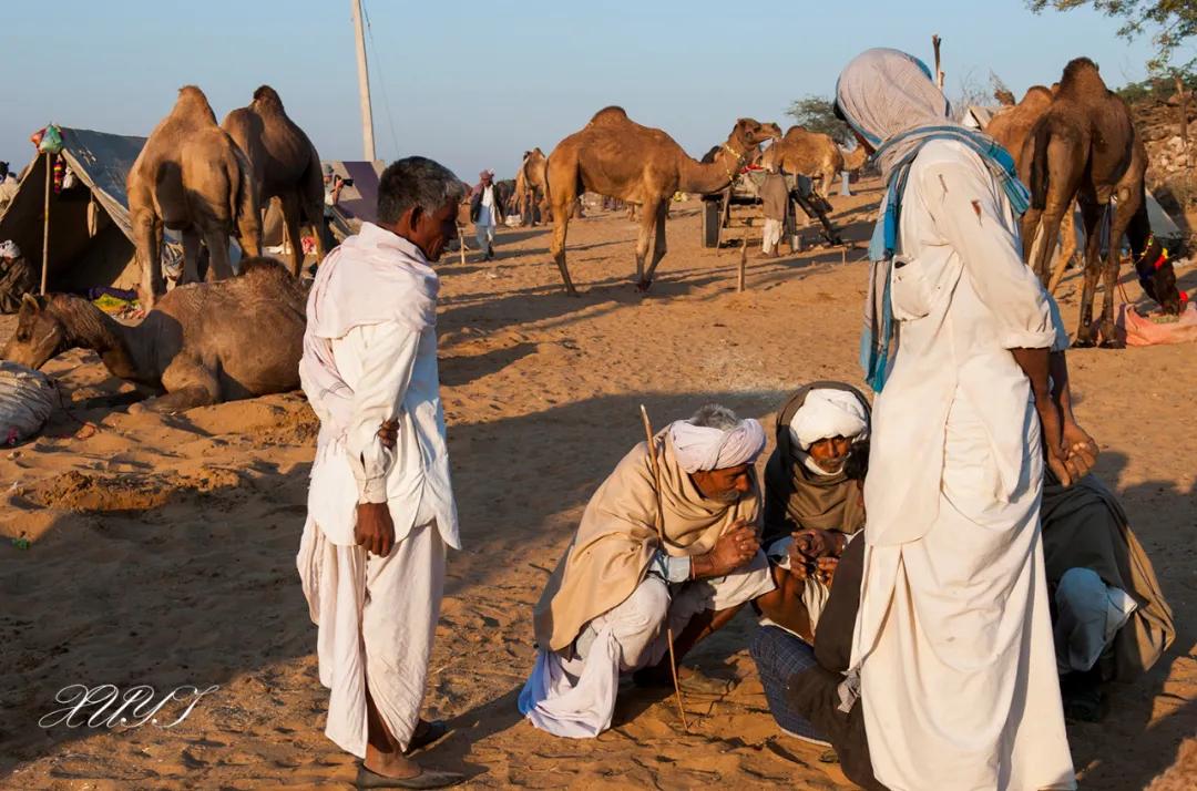 津门网徐屹：印度骆驼节上的人们（上）