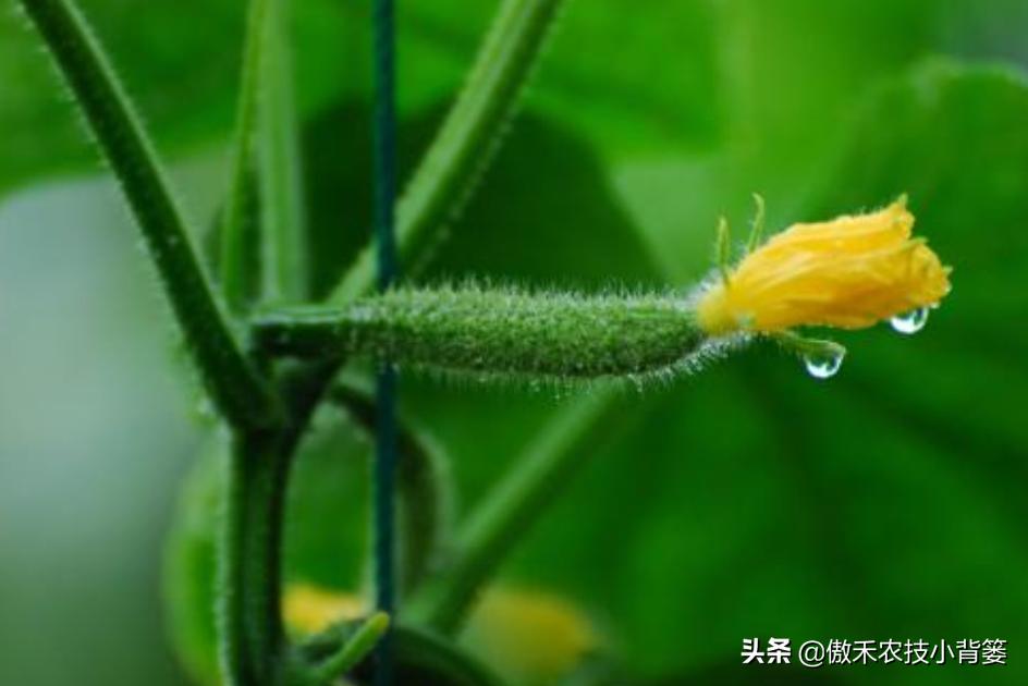 黄瓜出现弯瓜该怎么处理视频,使黄瓜弯瓜变直的方法