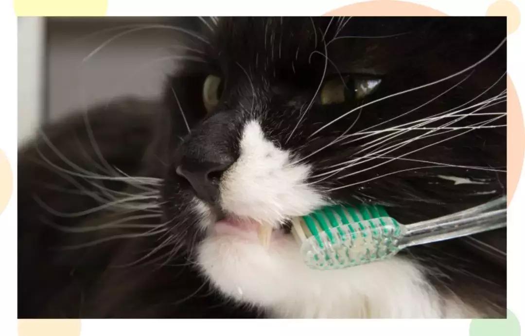 猫咪口臭去除神器,猫咪口炎