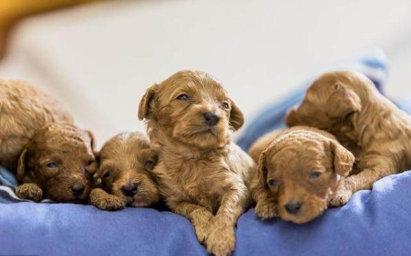 这五种情况下不能洗澡,狗狗不能洗澡但怎么给狗狗清洁