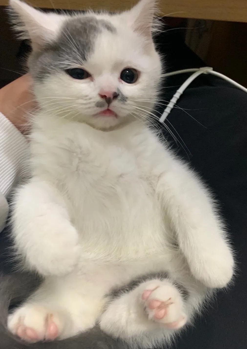 和宠物沟通说什么,宠物谈恋爱怎么回事