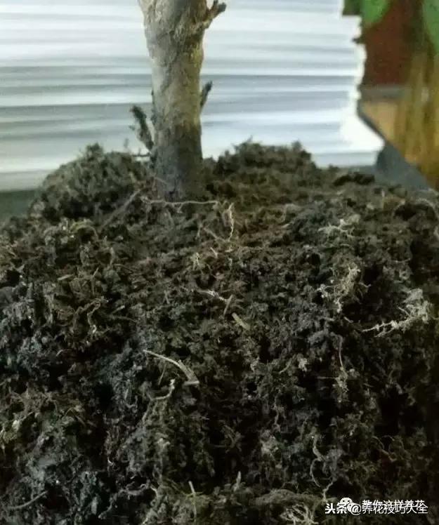 杜鹃花死了能活多久,快死的杜鹃花还能救活吗