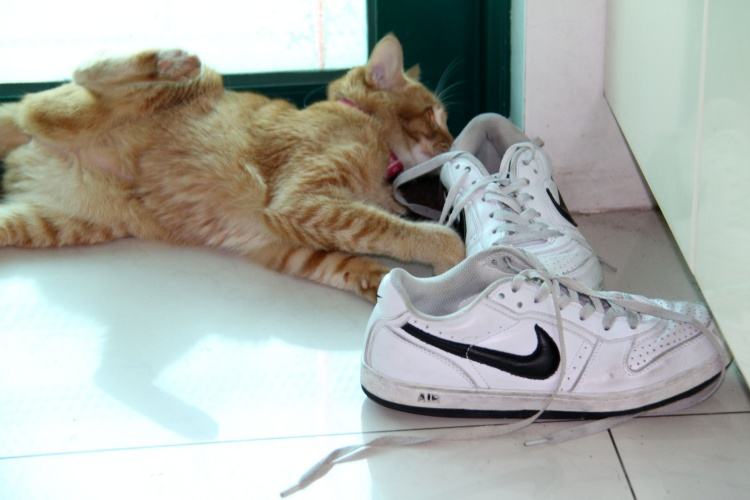 猫咪为什么对臭鞋、臭袜子那么感兴趣呢，这是重口味吗？