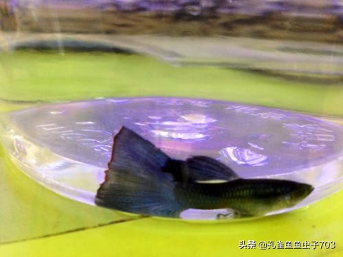 孔雀鱼会传染什么疾病,孔雀鱼常见疾病与原因