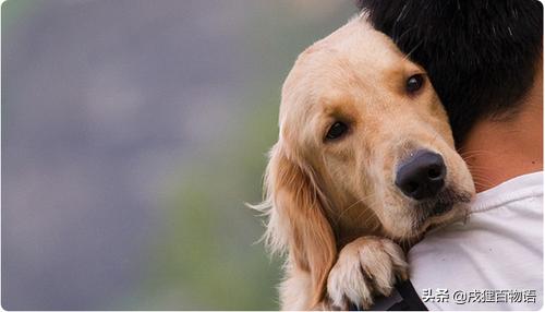 细小病是不是需要给狗狗喂消炎药,狗狗细小病用什么方法治疗最快