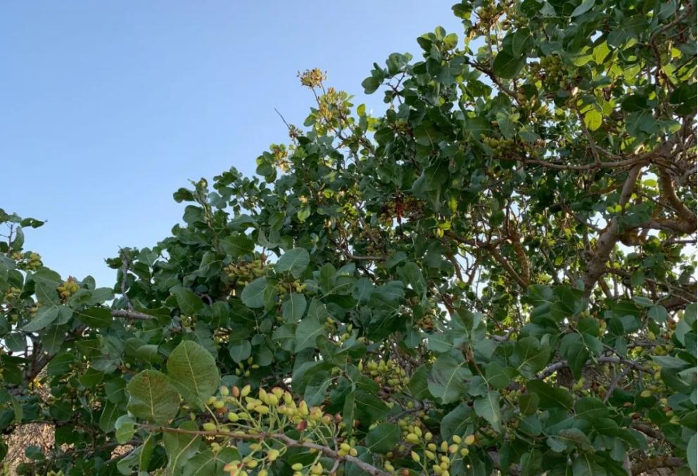 在希腊可以干嘛,在希腊的真实感受