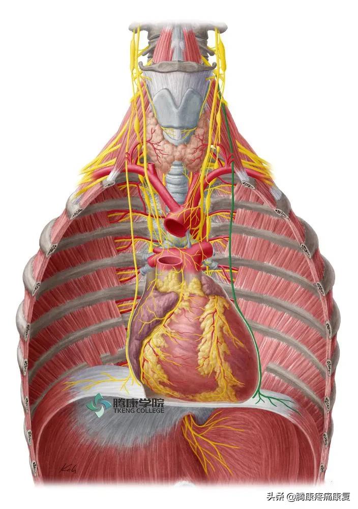 最全！脊神经系统汇总