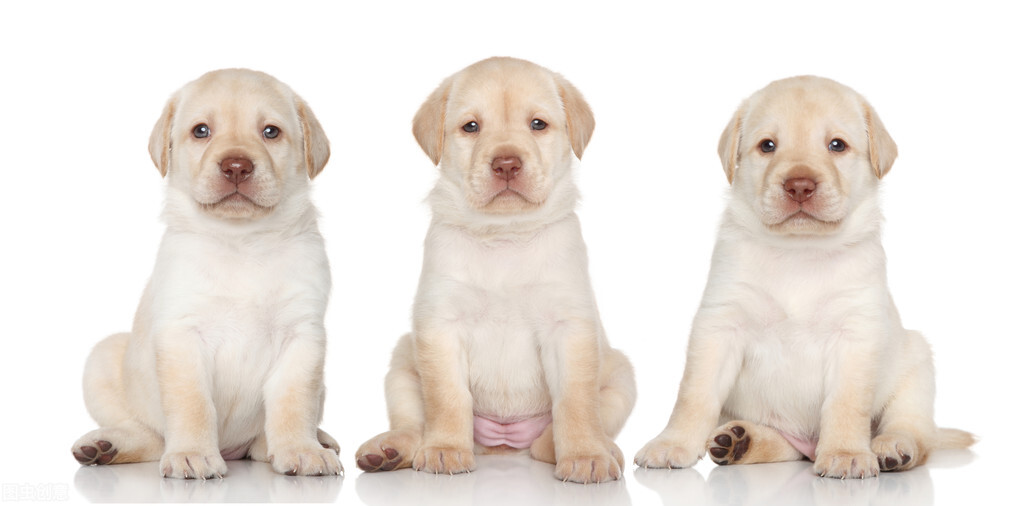 怎么养拉布拉多毛会好,怎么养拉布拉多的方法大全