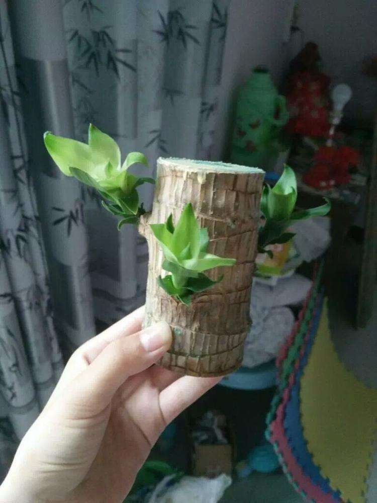 巴西木能晒种吗,种巴西木有什么好处