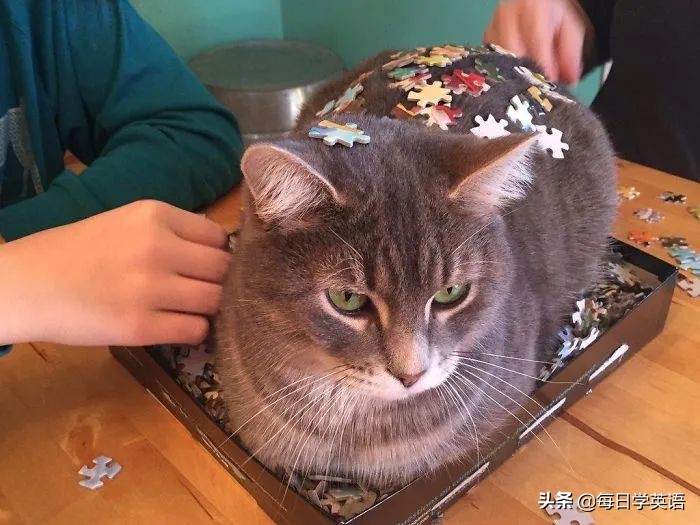 如何和家猫互动,怎样和猫共同拼图