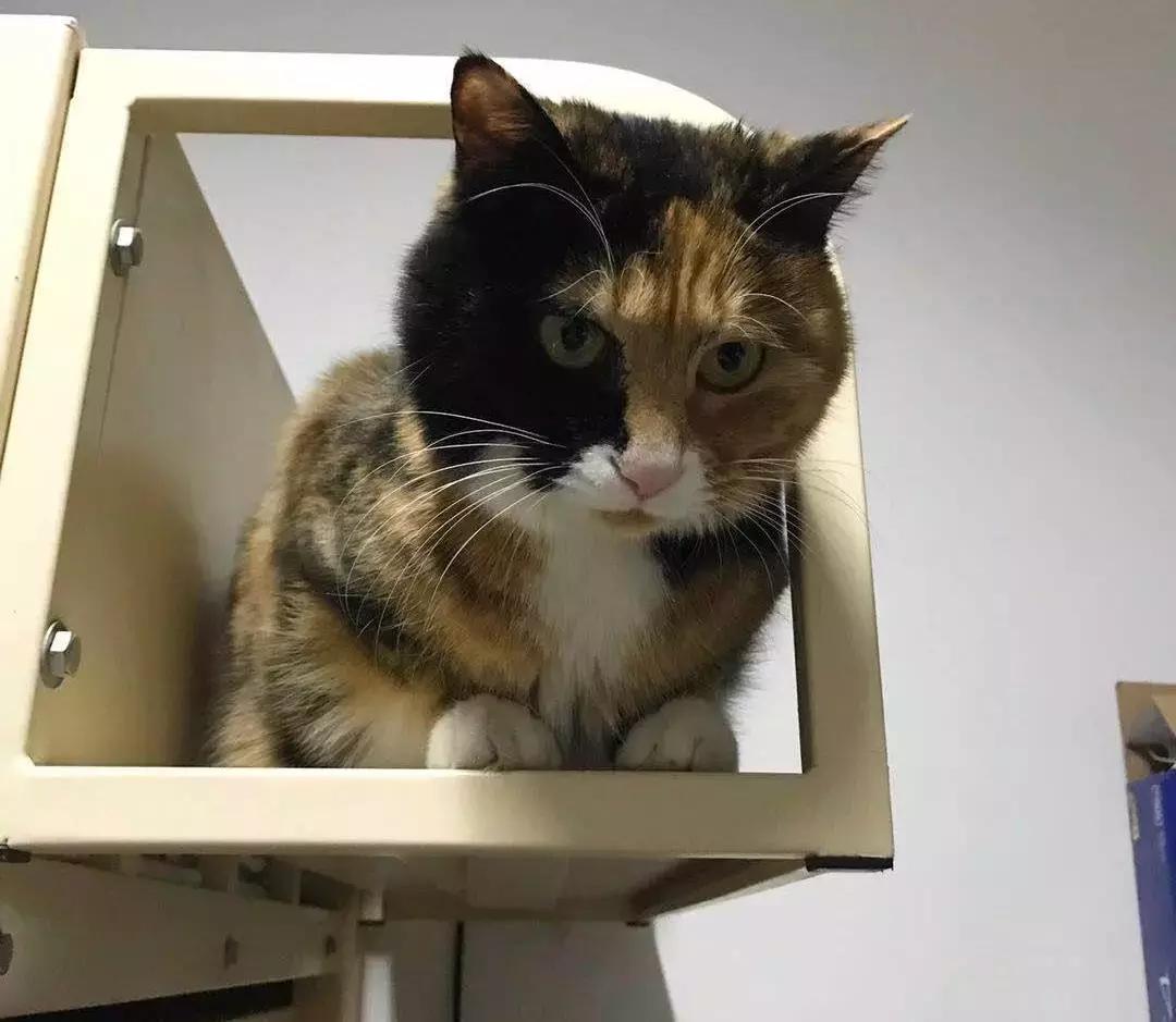 给它们一个家|线上宠物领养日,201903102