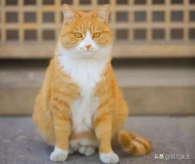 中华田园猫就是叫土猫？论给猫起名，古人可比我们强多了