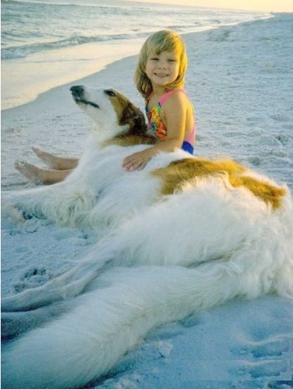 俄罗斯猎狼犬深棕色,俄国猎狼犬