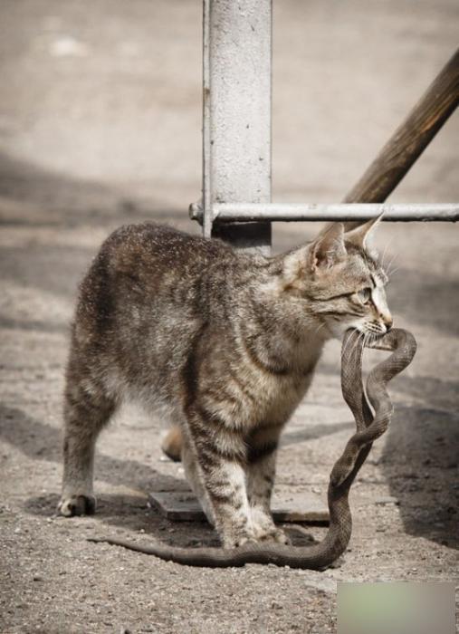 猫为什么不怕蛇无非这6点,喵星人真的不怕刺吗