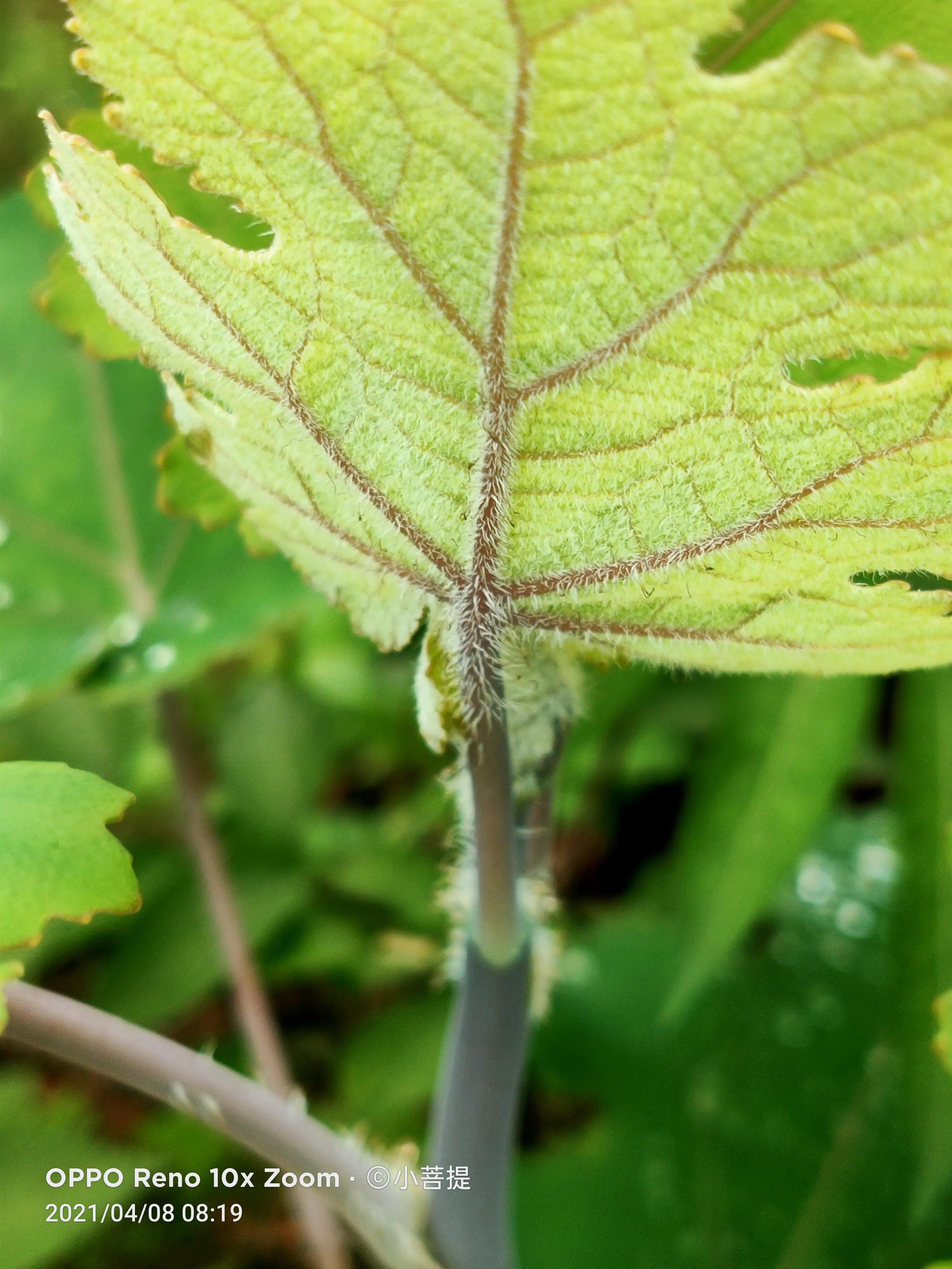这种在草本里显得特别高大美丽的植物是罂栗的亲戚