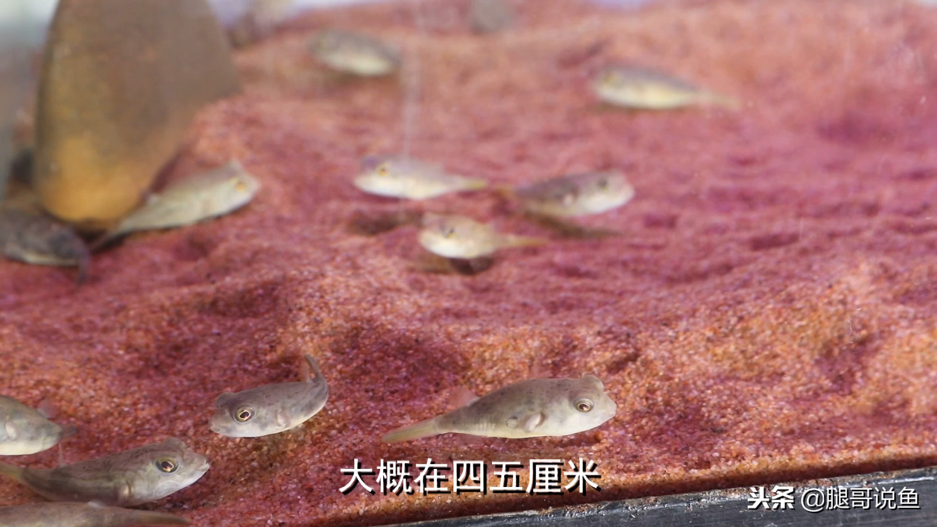 饲养斑马狗头鱼关注什么,斑马狗头鱼饲养方法小视频